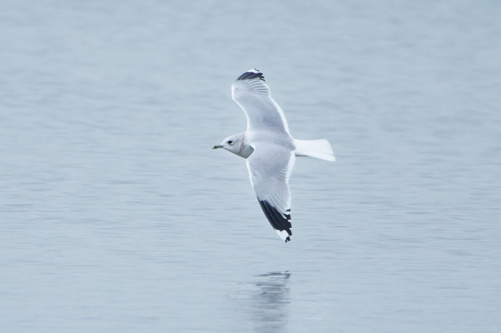 Common Gull